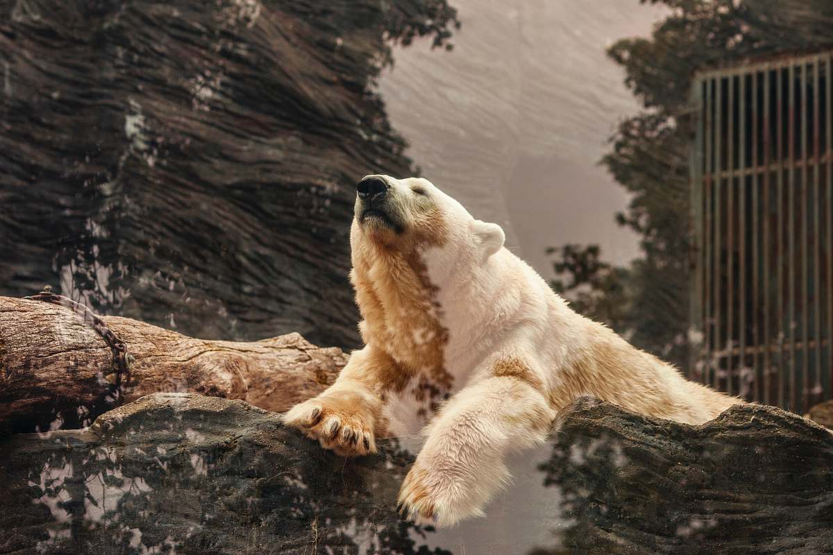 hd wallpapers polar bear lying on brown rock hd backgrounds